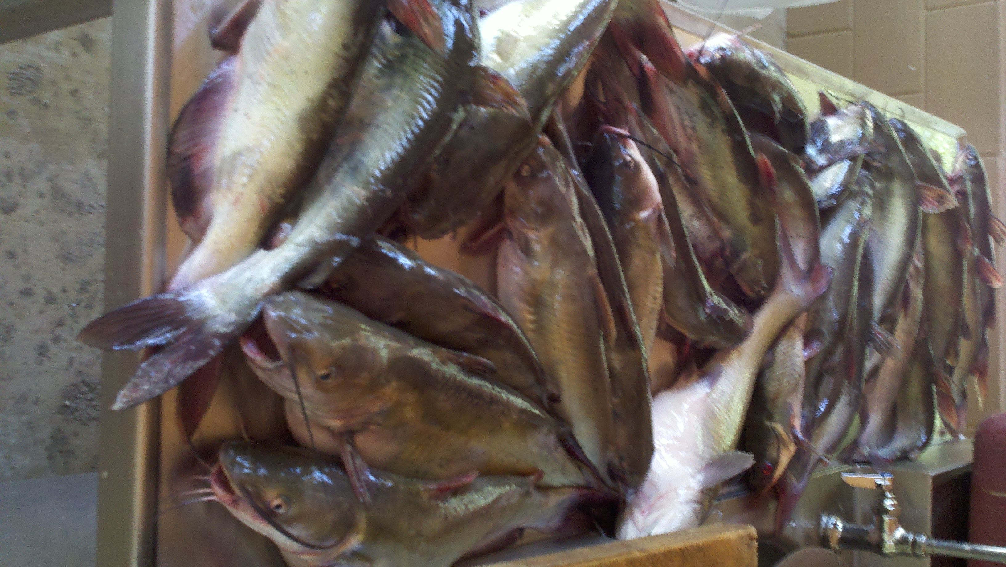 Meiller Fish Mess #5