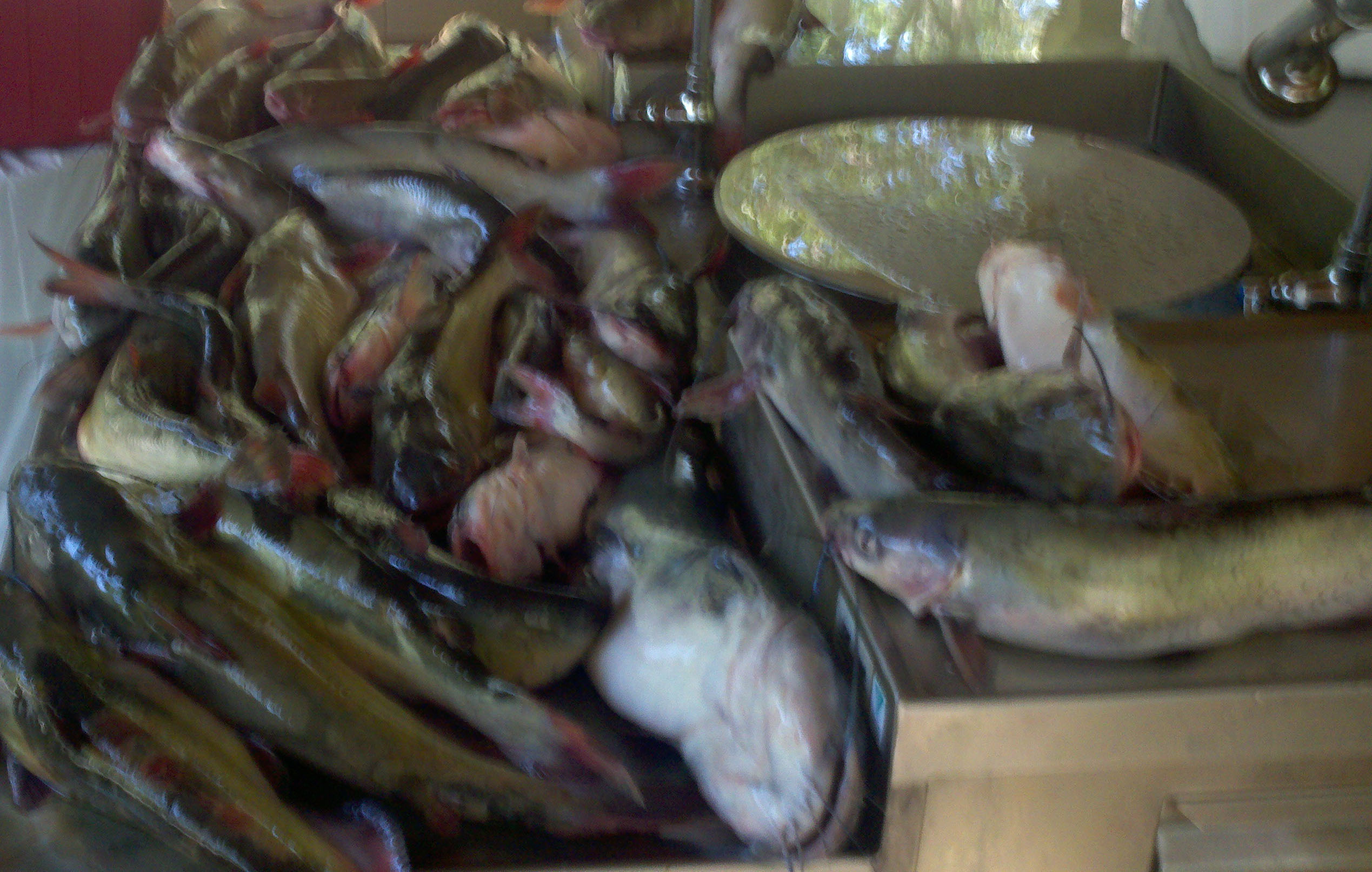 Meiller Fish Mess #6